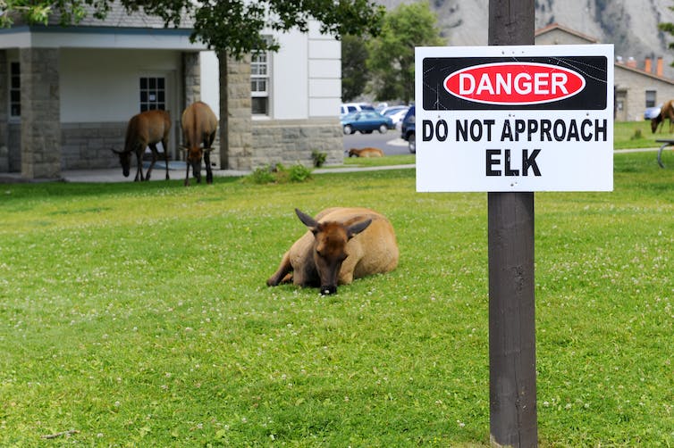 An elk sits on the grass in front of a building at Yellowstone National Park. In the foreground, a sign reads 'danger do not approach elk'.