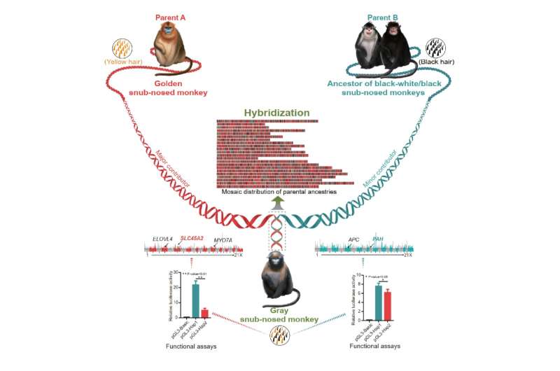 The Primate Genome Project unlocks hidden secrets of primate evolution