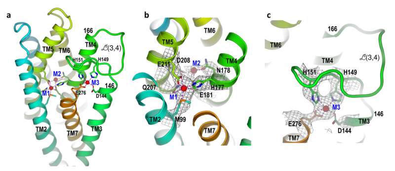 Zinc transporter has built-in self-regulating sensor