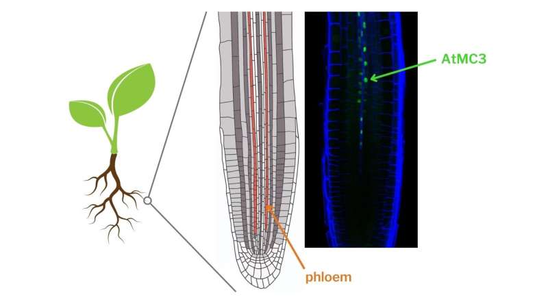 A newly identified protein confers drought tolerance to plants