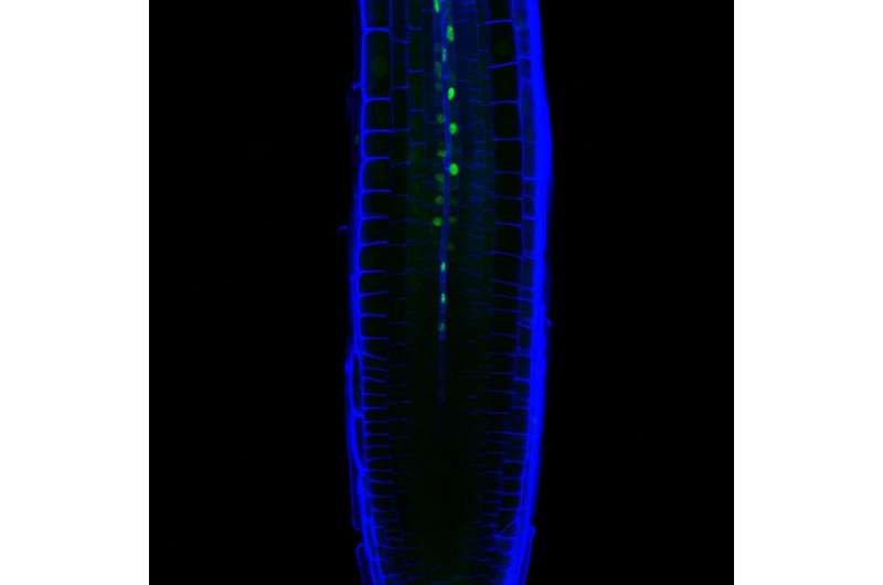 A newly identified protein confers drought tolerance to plants