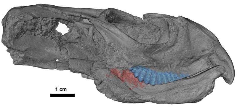 Ancient herbivore's diet weakened teeth leading to eventual starvation, study suggests