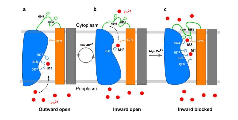 Zinc transporter has built-in self-regulating sensor