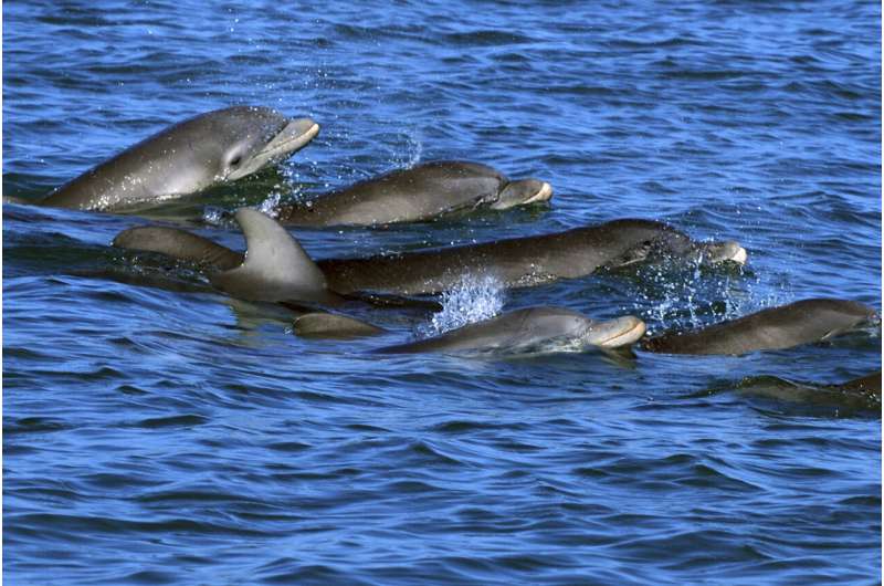 Dolphin moms use baby talk to call to their young, recordings show