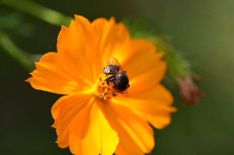 Human factors affect bees' communication, researchers find