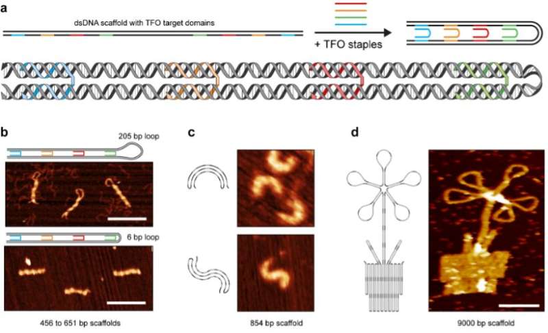 Revolutionary new method can manipulate the shape and packing of DNA