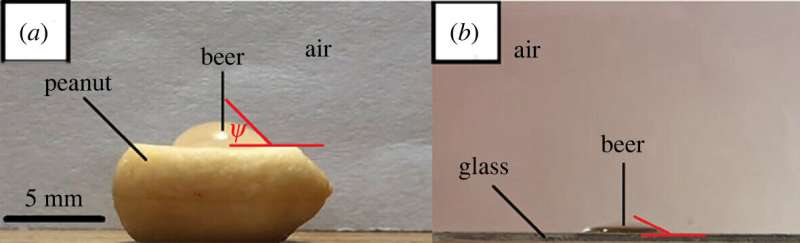 Scientists explain why peanuts 'dance' when dropped in beer