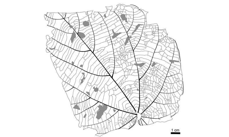 Miocene period fossil forest of Wataria found in Japan