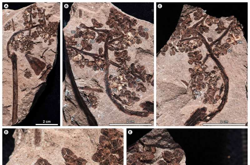 Spurge purge: Plant fossils reveal ancient South America-to-Asia 'escape route'