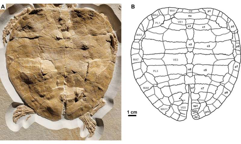 Perfectly preserved turtle fossil gives clues to habitat 150 million years ago 