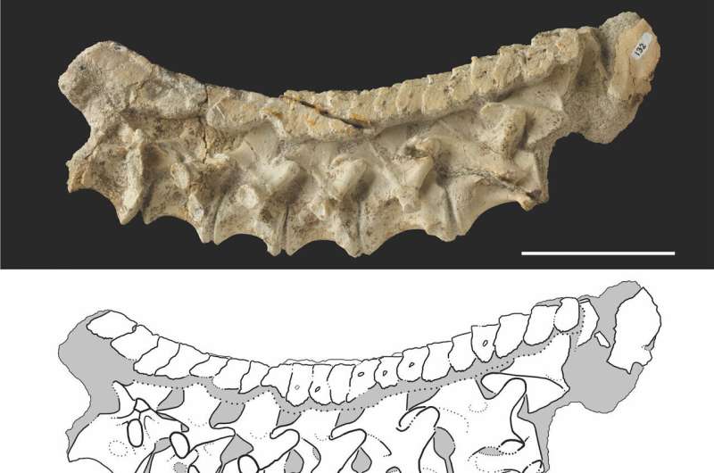 New archosaur species shows that precursor of dinosaurs and pterosaurs was armored