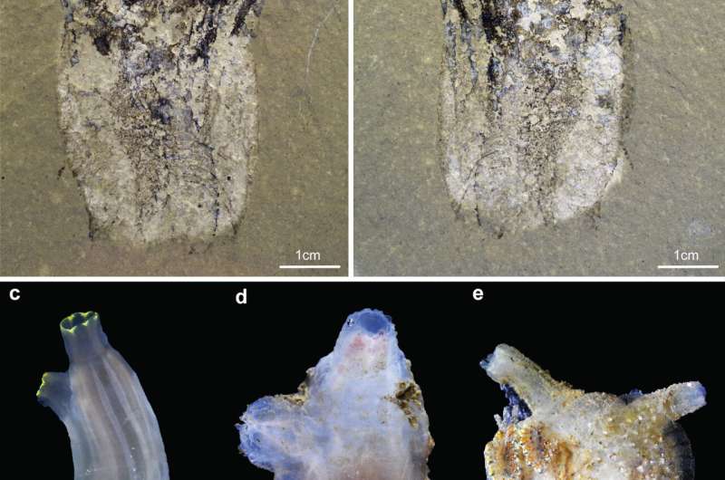 Discovery of 500-million-year-old fossil reveals astonishing secrets of tunicate origins