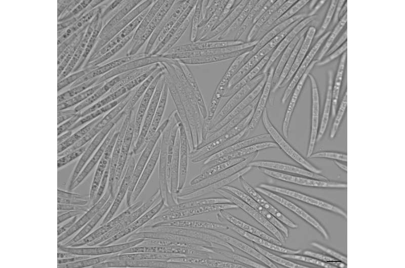 Fueled by new chemistry, algorithm mines fungi for useful molecules