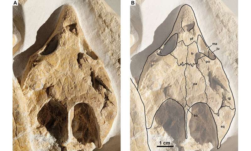 Perfectly preserved turtle fossil gives clues to habitat 150 million years ago 