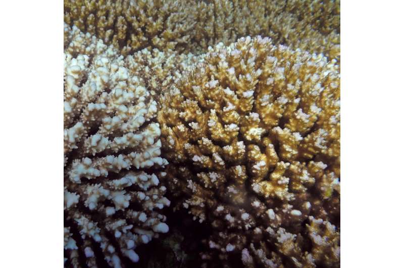 Some corals may survive climate change without paying a metabolic price