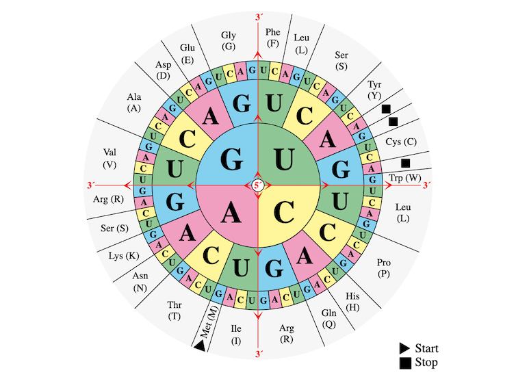 Circular diagram encoding all 64 possible combinations of the letters A, C, G, and U, which are colored red, yellow, blue, and green, respectively. Abbreviations for different codons are listed around the outer edge of the circle.