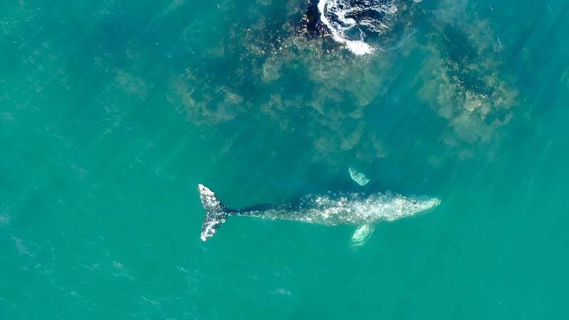 Gray whales feeding along the Pacific Northwest coast are smaller than their counterparts who travel farther to forage