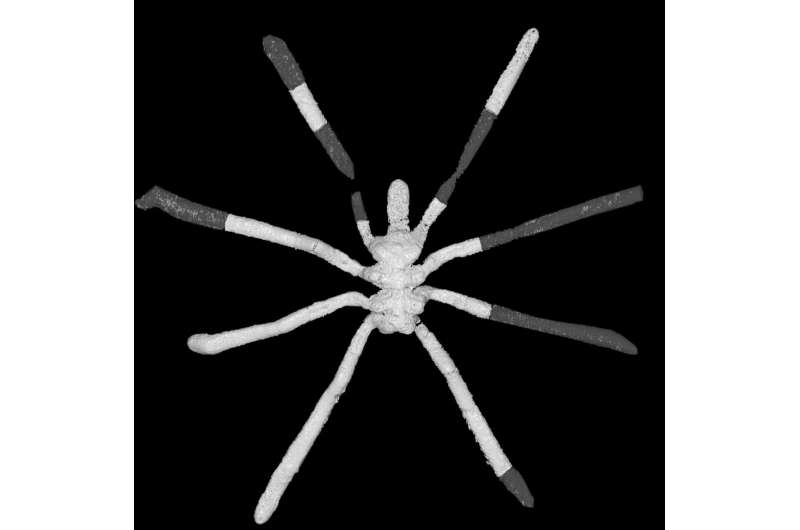 The modern sea spider had started to diversify by the Jurassic, study finds