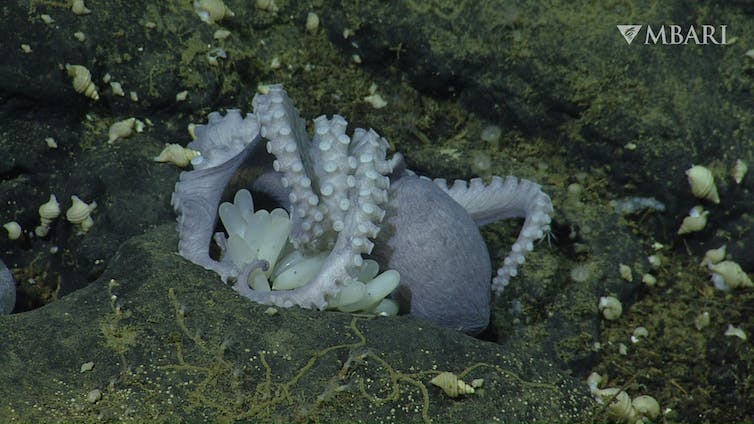 Photo taken underwater shows a female octopus in a depression in the surface with her tentacles around several oblong eggs.
