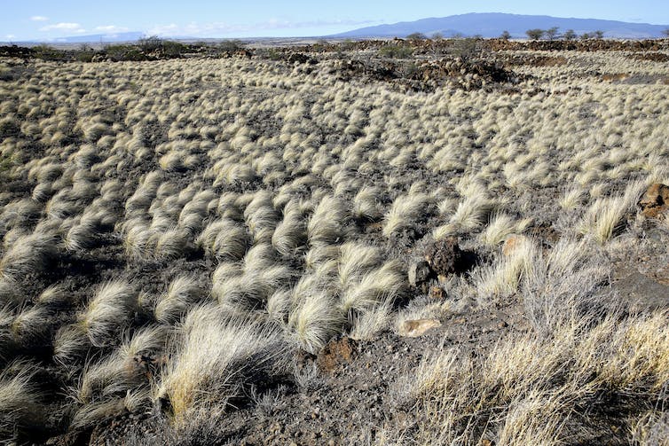 A photo of a field with bunches of dry grasses and a mountain in the background.