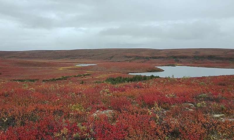 Arctic soil methane consumption may be larger than previously thought and increases in a drier climate