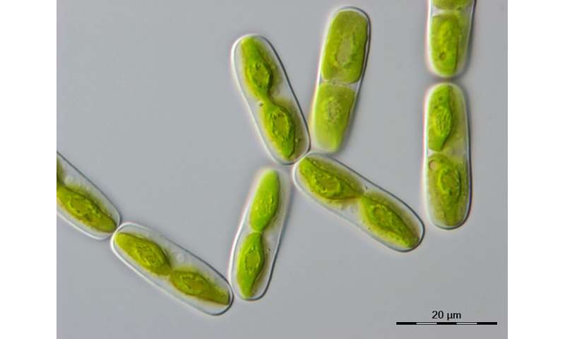 Algae provide clues about 600 million years of plant evolution