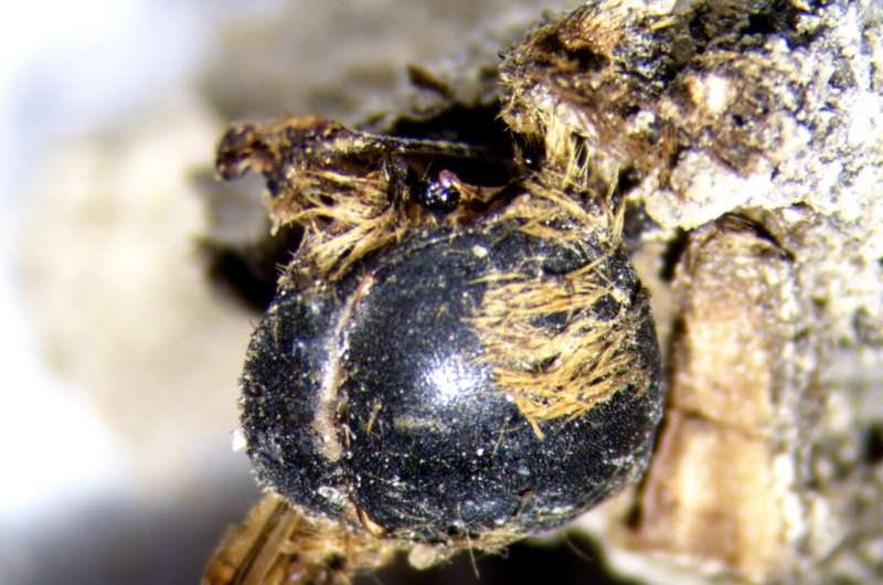 Bees from the time of the pharaohs found mummified on the Southwest Coast of Portugal