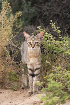 long-legged, striped cat peeks out of scrubby greens