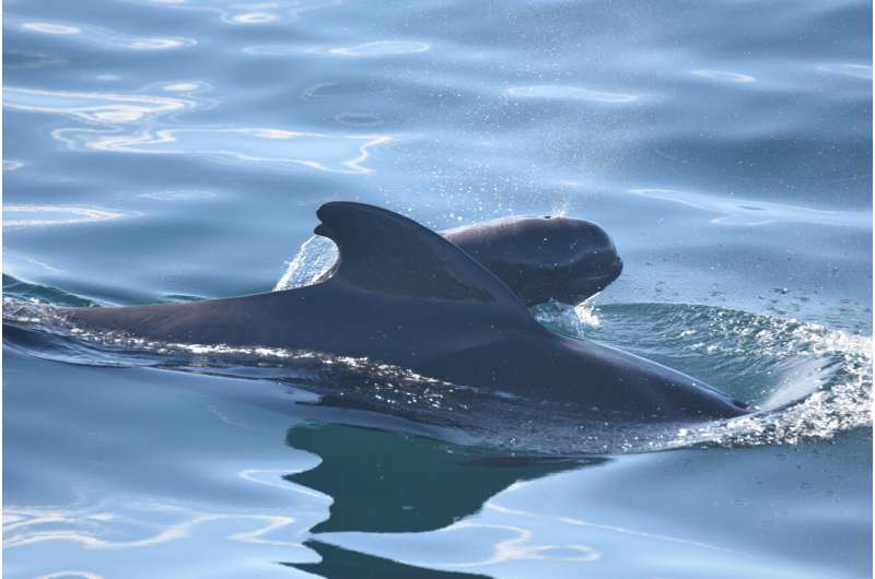 Microplastics found embedded in tissues of whales and dolphins
