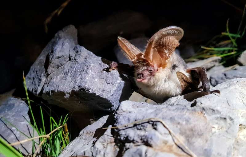 Bats feast as insects migrate through Pyrenees