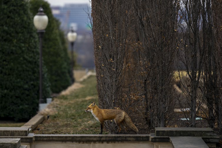 A fox standing on a sidewalk next to a large tree and lamp post.