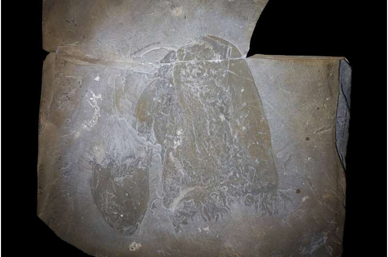 Royal Ontario Museum researchers identify oldest known species of swimming jellyfish