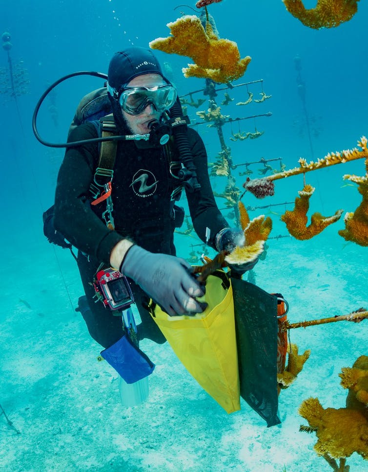 A diver with a collection bag retrieves corals from a stand underwater.