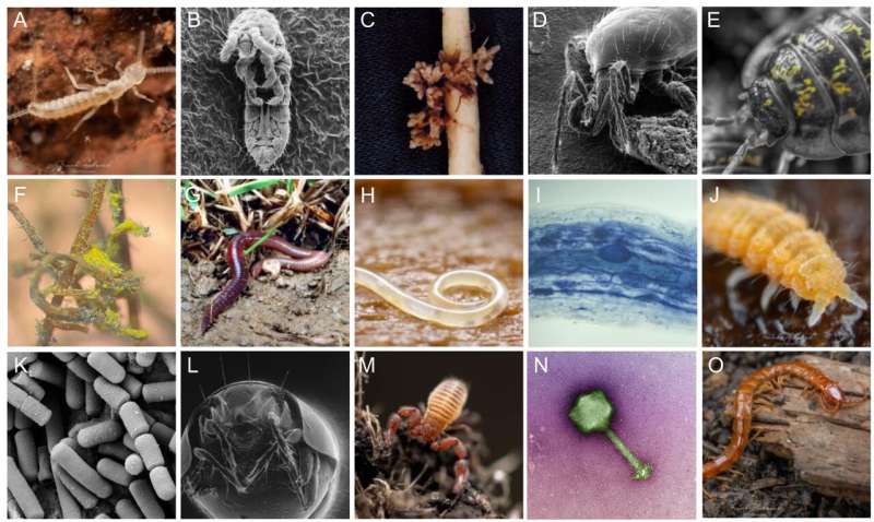 Two thirds of the world's biodiversity lives in the soil