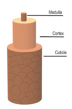 A diagram showing the three hair layers: medulla (innermost), then cortex, then cuticle (outermost)