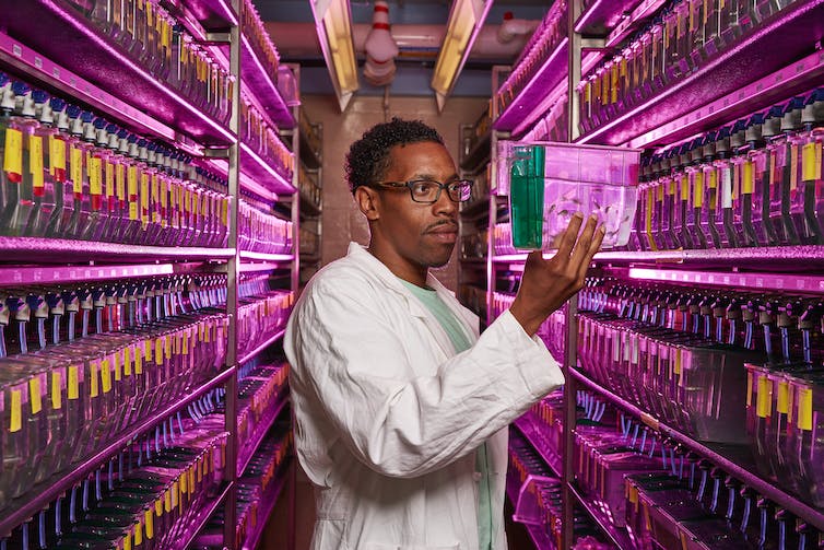 Scientist holding a small fish tank in a magenta-lit aisle of fish tanks filled with zebrafish