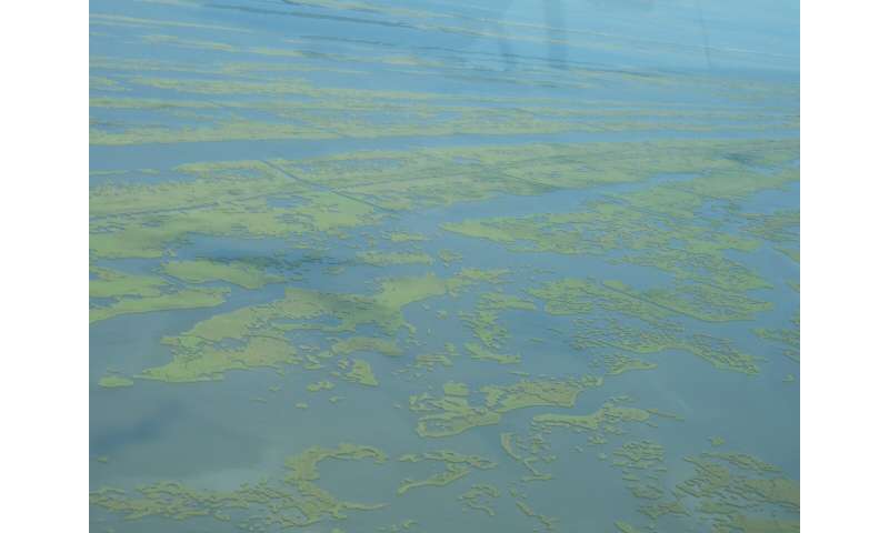 Will the world's mangroves, marshes and coral survive warm, rising seas this time?