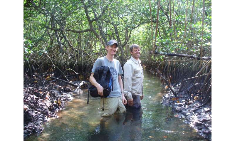 Will the world's mangroves, marshes and coral survive warm, rising seas this time?