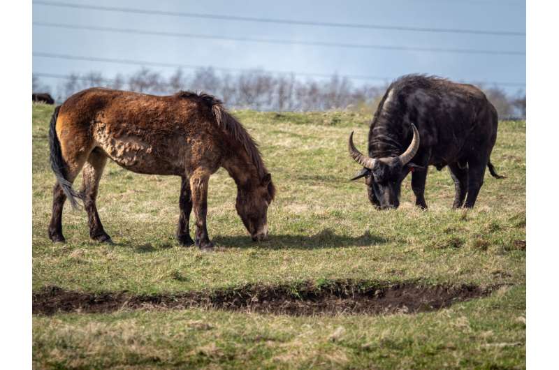 Large herbivores keep invasive plants at bay