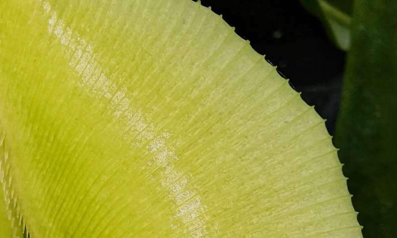 Contours that kill: Geometry influences prey capture in carnivorous pitcher plants