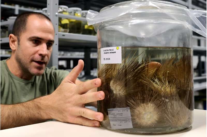 Omri Bronstein, from the University of Tel Aviv, examines Echinothrix calamaris sea urchins at Tel Aviv's Steinhardt Museum of Natural History