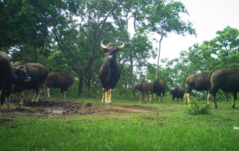 Large herbivores keep invasive plants at bay