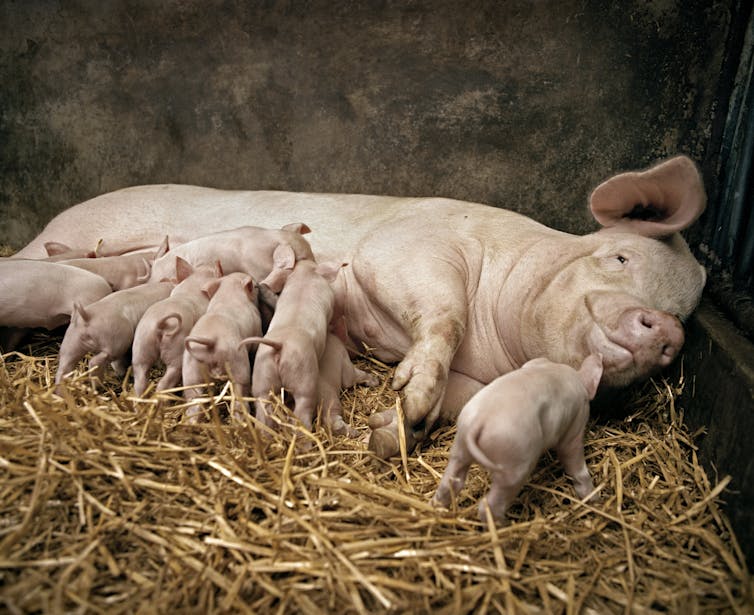 A mother pig lying on hay in a barn surrounded by multiple piglets