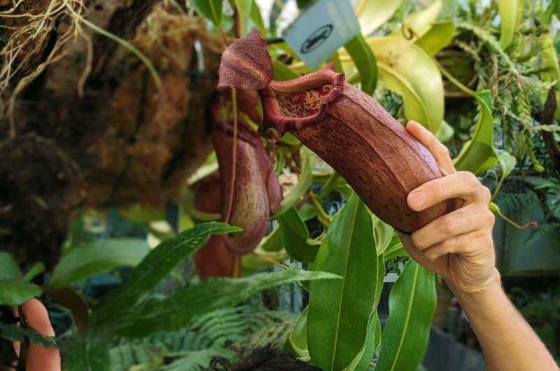 Contours that kill: Geometry influences prey capture in carnivorous pitcher plants