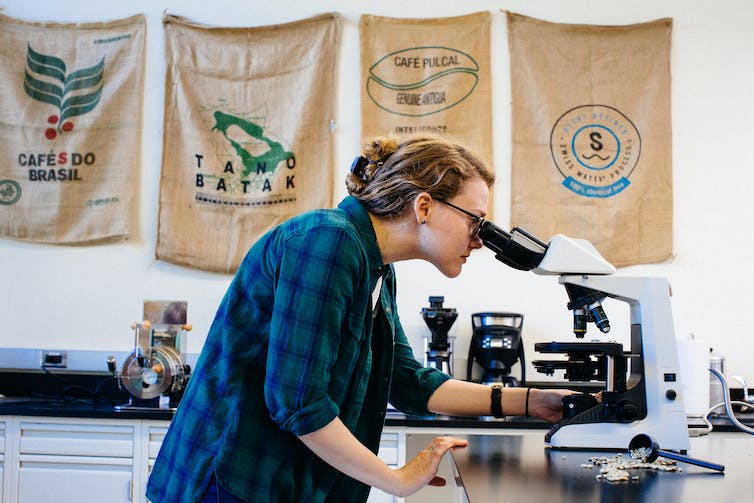 A student wearing a flannel shirt uses a white microscope, with a pile of coffee beans and a metal scoop sitting next to them on the table.