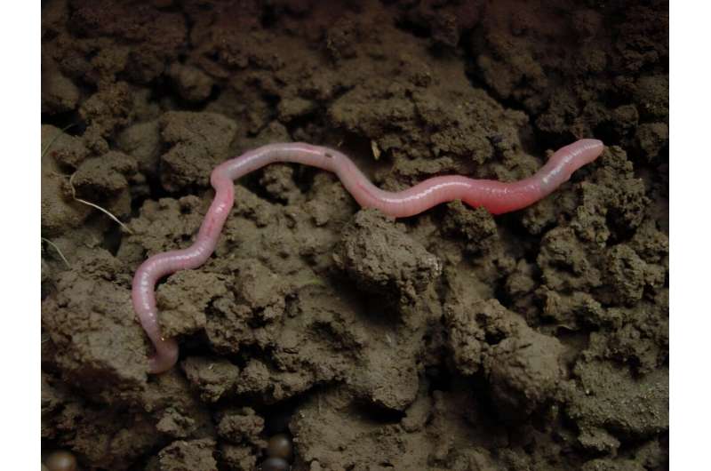 Earthworms contribute to 6.5% of global grain production, according to new CSU research  