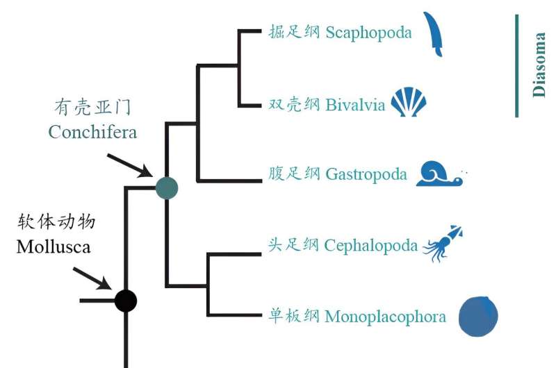 Genomes of enigmatic tusk shells provide new insights into early Molluscan evolution