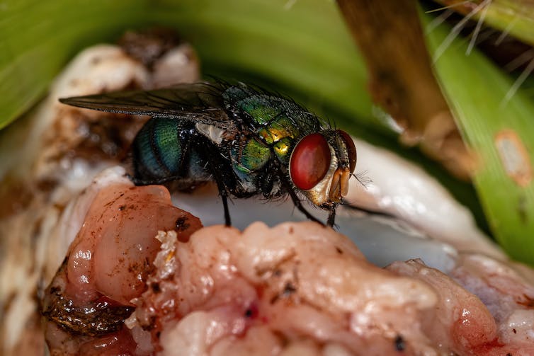 Fly eats meat.