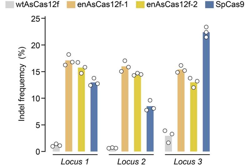 Small but mighty new gene editor