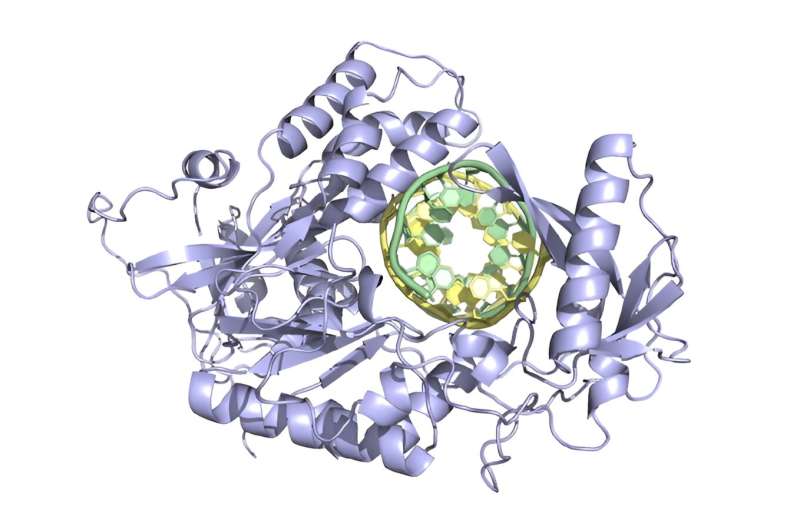 Evolved prime editors are smaller and more efficient for therapeutic applications